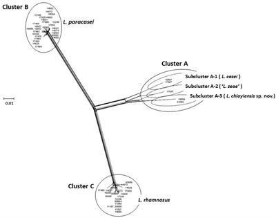 Frontiers Identification And Classification For The Lactobacillus